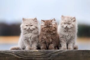 Как дать котенку таблетку от глистов: советы для заботливых владельцев