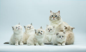 Сколько котят рожает кошка?