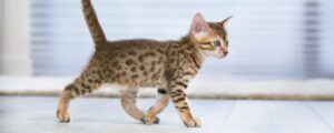 Как выбрать лоток для котёнка: полное руководство по обустройству кошачьего туалета