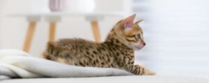 Как подружить кота и кошку?