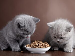 Почему котенок не хочет есть корм?