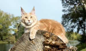 Течка у кошек: основные симптомы