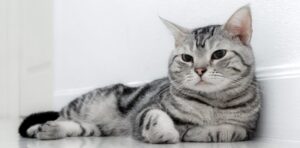 Что делать, если потерялся кот?